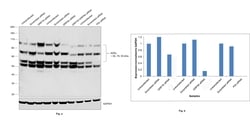 Invitrogen KDEL Monoclonal Antibody (2D6) 100 &mu;g; Unconjugated:Antibodies,