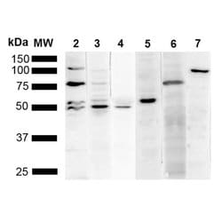 Invitrogen KDEL Monoclonal Antibody (2D6) 100 &mu;g; Unconjugated:Antibodies,