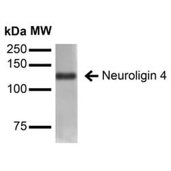 Invitrogen NLGN4X Monoclonal Antibody (N98/7) 100 &mu;g; Unconjugated:Antibodies,