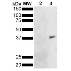 Invitrogen Metallothionein Monoclonal Antibody (8D8) 100 &mu;g; Unconjugated:Antibodies,