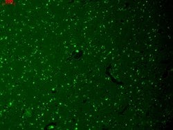 Invitrogen HCN1 Monoclonal Antibody (S70) 100 &mu;g; Unconjugated:Antibodies,
