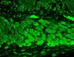 KCNT2 Monoclonal Antibody (S11-33), Invitrogen 100 &mu;g; Unconjugated:Antibodies,