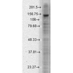 KCNT2 Monoclonal Antibody (S11-33), Invitrogen 100 &mu;g; Unconjugated:Antibodies,