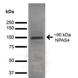 Invitrogen NPAS4 Monoclonal Antibody (N408/79) 100 &mu;g; Unconjugated:Antibodies,