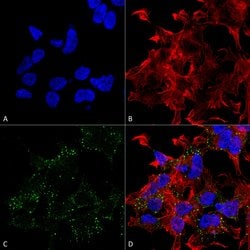 Invitrogen VGLUT3 Monoclonal Antibody (N34/34) 100 &mu;g; Unconjugated:Antibodies,
