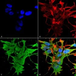 Invitrogen Dicer Monoclonal Antibody (N167/7) 100 &mu;g | Buy Online | Invitrogen&trade; | Fisher Scientific