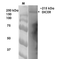 Invitrogen Dicer Monoclonal Antibody (N167/7) 100 &mu;g | Buy Online | Invitrogen&trade; | Fisher Scientific