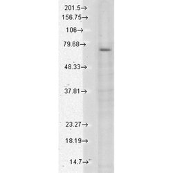 Invitrogen TRPV3 Monoclonal Antibody (N15/4) 100 &mu;g | Buy Online | Invitrogen&trade; | Fisher Scientific
