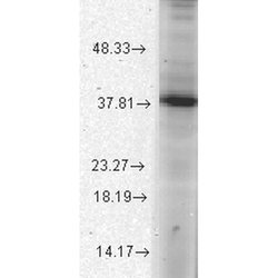 ATAD1 Monoclonal Antibody (S125-10), Invitrogen 100 &mu;g; Unconjugated:Antibodies,