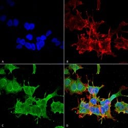 Invitrogen Spectrin beta-4 Monoclonal Antibody (N393/2) 100 &mu;g; Unconjugated:Antibodies,