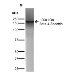 Invitrogen Spectrin beta-4 Monoclonal Antibody (N393/2) 100 &mu;g; Unconjugated:Antibodies,