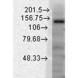 Invitrogen KCNT1 Monoclonal Antibody (N3/26) 100 &mu;g; Unconjugated:Antibodies,
