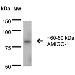 Invitrogen AMIGO1 Monoclonal Antibody (L86/33) 100 &mu;g; Unconjugated:Antibodies,