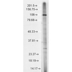 Invitrogen TRPC7 Monoclonal Antibody (N64A/36) 100 &mu;g | Buy Online | Invitrogen&trade; | Fisher Scientific