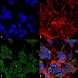 Invitrogen VGLUT2 Monoclonal Antibody (N29/29) 100 &mu;g; Unconjugated:Antibodies,