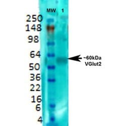 Invitrogen VGLUT2 Monoclonal Antibody (N29/29) 100 &mu;g; Unconjugated:Antibodies,