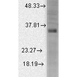 Invitrogen KCNMB3 Monoclonal Antibody (S40B-18) 100 &mu;g; Unconjugated:Antibodies,