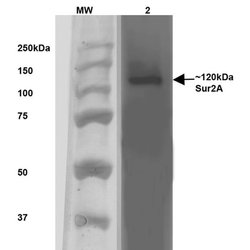 Invitrogen SUR2A Monoclonal Antibody (N319A/14) 100 &mu;g; Unconjugated:Antibodies,