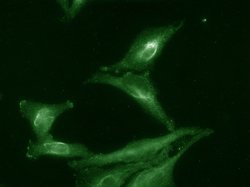 Invitrogen AHA1 Monoclonal Antibody (25F2.D9) 100 &mu;g; Unconjugated:Antibodies,