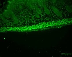 Invitrogen AHA1 Monoclonal Antibody (25F2.D9) 100 &mu;g; Unconjugated:Antibodies,