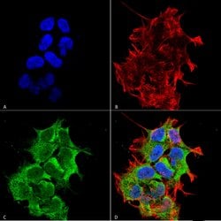 Invitrogen HYOU1 Monoclonal Antibody (6E3-2C3) 100 &mu;g; Unconjugated:Antibodies,