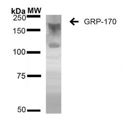 Invitrogen HYOU1 Monoclonal Antibody (6E3-2C3) 100 &mu;g; Unconjugated:Antibodies,