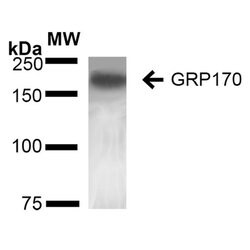 Invitrogen HYOU1 Monoclonal Antibody (6E3-2C3) 100 &mu;g; Unconjugated:Antibodies,