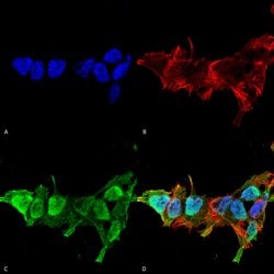 Invitrogen MFN2 Monoclonal Antibody (N153/5) 100 &mu;g; Unconjugated:Antibodies,