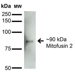 Invitrogen MFN2 Monoclonal Antibody (N153/5) 100 &mu;g; Unconjugated:Antibodies,