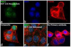 Invitrogen MDC1 Monoclonal Antibody (P2B11) 100 &mu;g; Unconjugated:Antikörper