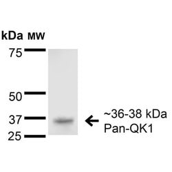 Invitrogen QKI Monoclonal Antibody (N147/6) 100 &mu;g; Unconjugated:Antibodies,