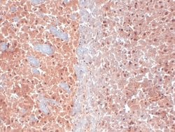 Invitrogen KCNQ4 Monoclonal Antibody (N43/6) 100 &mu;g; Unconjugated:Antibodies,