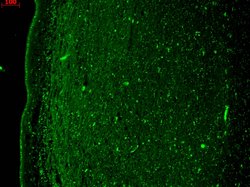 Invitrogen KCNQ4 Monoclonal Antibody (N43/6) 100 &mu;g; Unconjugated:Antibodies,
