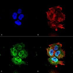 Invitrogen Synaptotagmin 7 Monoclonal Antibody (N275/14) 100 &mu;g; Unconjugated:Antibodies,