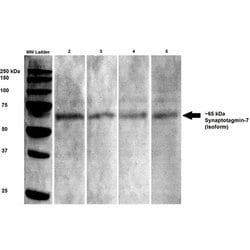 Invitrogen Synaptotagmin 7 Monoclonal Antibody (N275/14) 100 &mu;g; Unconjugated:Antibodies,
