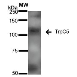 Invitrogen TRPC5 Monoclonal Antibody (N67/15) 100 &mu;g; Unconjugated:Antibodies,
