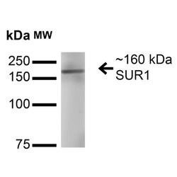 Invitrogen SUR1 Monoclonal Antibody (N289/16) 100 &mu;g; Unconjugated:Antibodies,