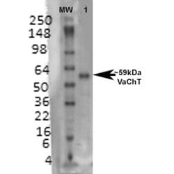 Invitrogen VAChT Monoclonal Antibody (S6) 100 &mu;g | Buy Online | Invitrogen&trade; | Fisher Scientific