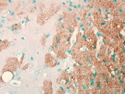 Invitrogen SCN9A Monoclonal Antibody (N68/6) 100 &mu;g; Unconjugated:Antibodies,