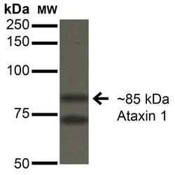 Invitrogen Ataxin 1 Monoclonal Antibody (N76/8) 100 &mu;g; Unconjugated:Antibodies,