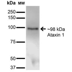 Invitrogen Ataxin 1 Monoclonal Antibody (N65/37) 100 &mu;g; Unconjugated:Antibodies,