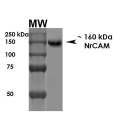 Invitrogen NRCAM Monoclonal Antibody (N364/51) 100 &mu;g; Unconjugated:Antibodies,
