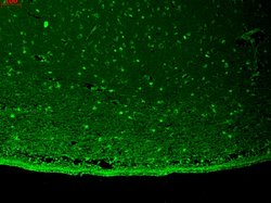 Kir2.2 (KCNJ12) Mouse anti-Human, Mouse, Rat, Clone: S124B-38, Invitrogen