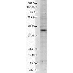 Kir2.2 (KCNJ12) Mouse anti-Human, Mouse, Rat, Clone: S124B-38, Invitrogen