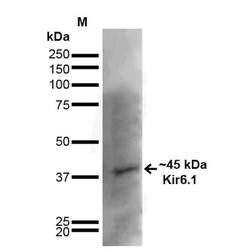 Invitrogen Kir6.1 (KCNJ8) Monoclonal Antibody (N366/60) 100 &mu;g; Unconjugated:Antibodies,