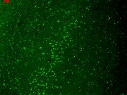 Invitrogen Kir2.1 (KCNJ2) Monoclonal Antibody (S112) 100 &mu;g; Unconjugated:Antibodies,