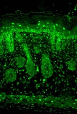 Invitrogen Kir2.1 (KCNJ2) Monoclonal Antibody (S112) 100 &mu;g; Unconjugated:Antibodies,