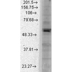 Invitrogen Kir2.1 (KCNJ2) Monoclonal Antibody (S112) 100 &mu;g; Unconjugated:Antibodies,
