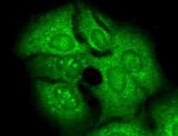 KV3.4 (KCNC4) Monoclonal Antibody (S72-16), Invitrogen 100 &mu;g; Unconjugated:Antibodies,