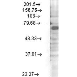 KV3.4 (KCNC4) Monoclonal Antibody (S72-16), Invitrogen 100 &mu;g; Unconjugated:Antibodies,